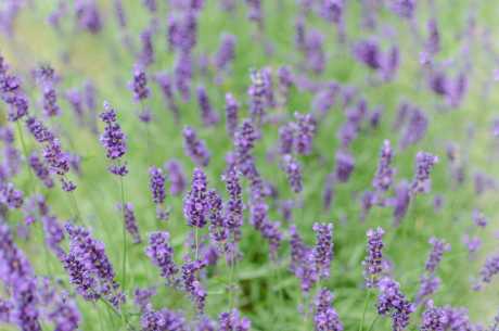 Lavendel mot brannsår