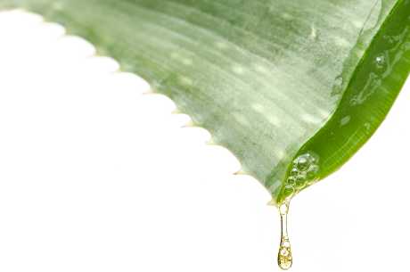 Aloe-Vera