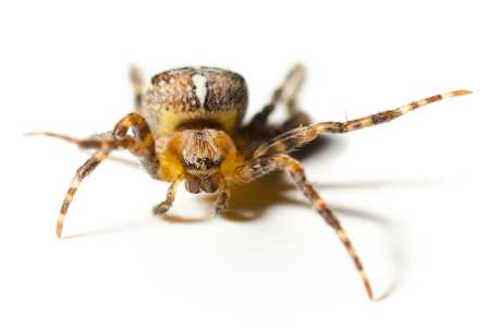 Norsk edderkopp